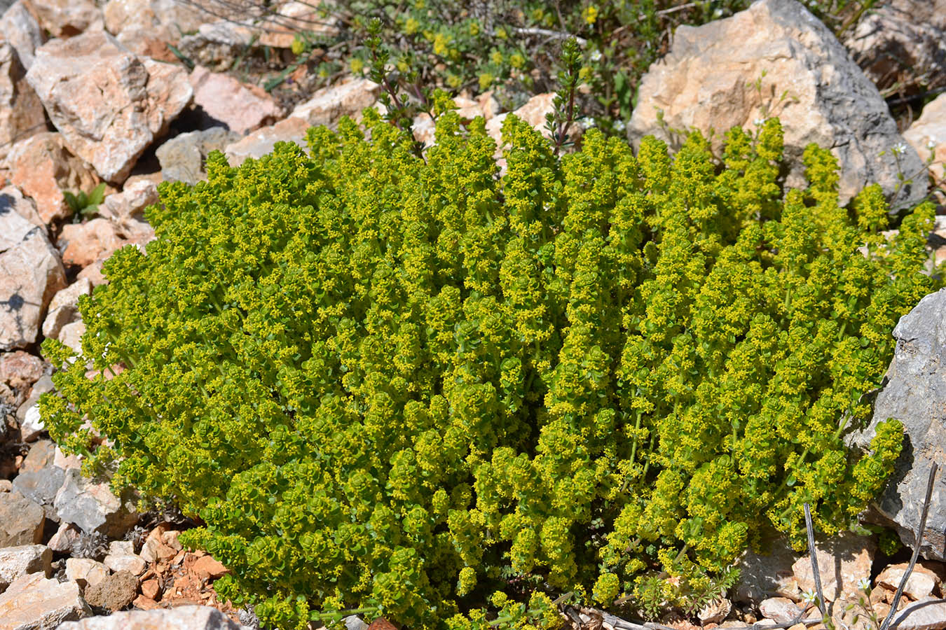 Изображение особи Cruciata taurica.