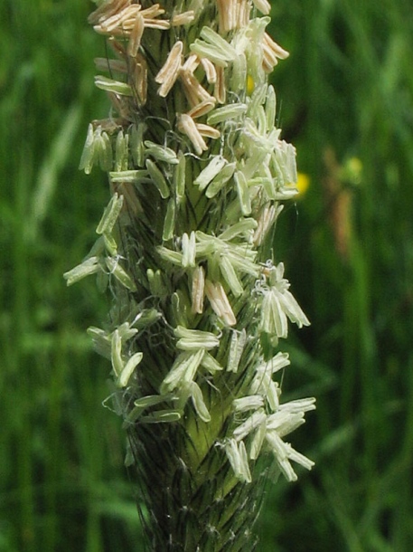 Image of Alopecurus pratensis specimen.