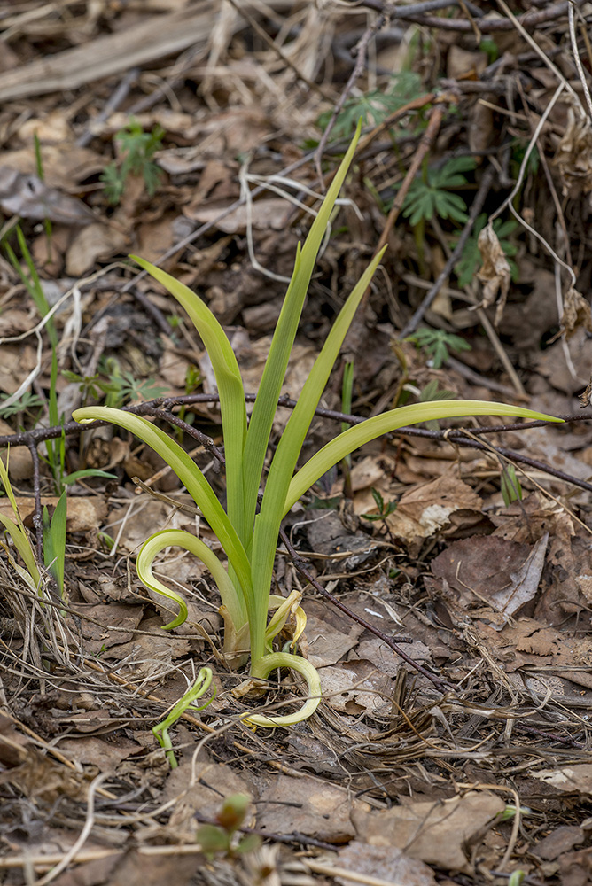 Image of genus Hemerocallis specimen.