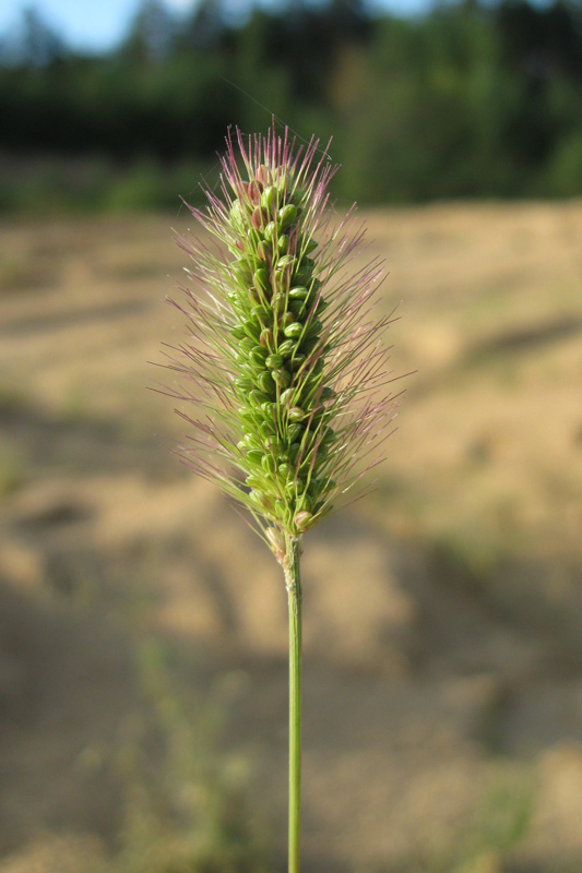 Image of Setaria viridis specimen.