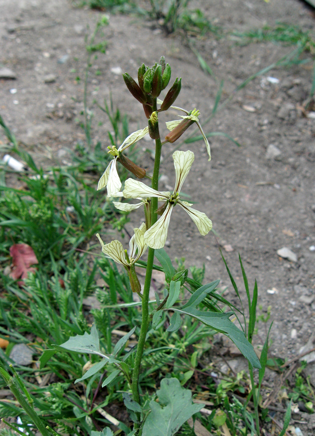 Image of Eruca sativa specimen.