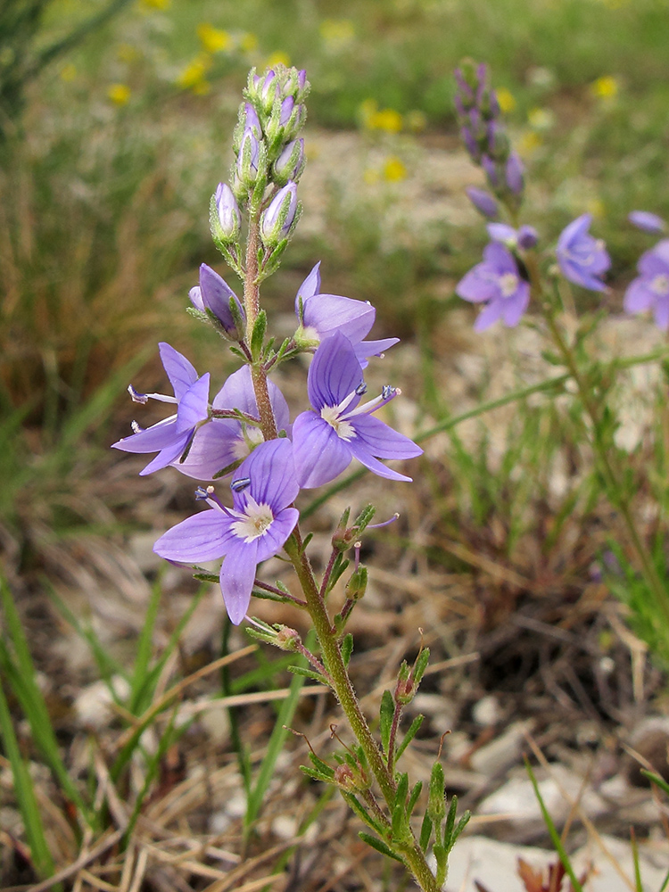 Изображение особи Veronica multifida.