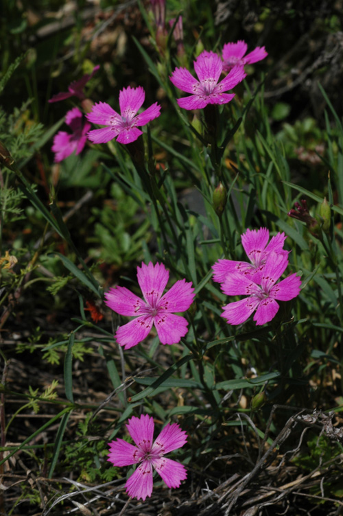 Изображение особи Dianthus versicolor.