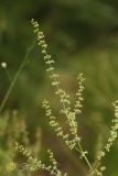 Rumex conglomeratus. Верхушка плодоносящего растения. Молдова, Каларашский р-н, лес возле с. Бравичи. 26.06.2014.