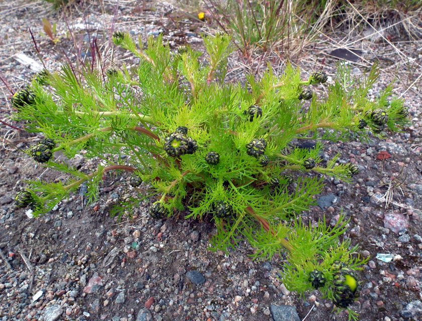 Image of Tripleurospermum subpolare specimen.