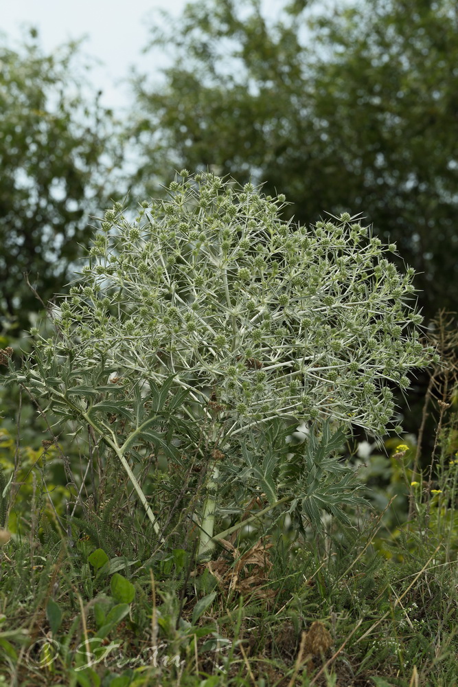 Изображение особи Eryngium campestre.