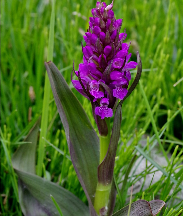 Изображение особи Dactylorhiza umbrosa.