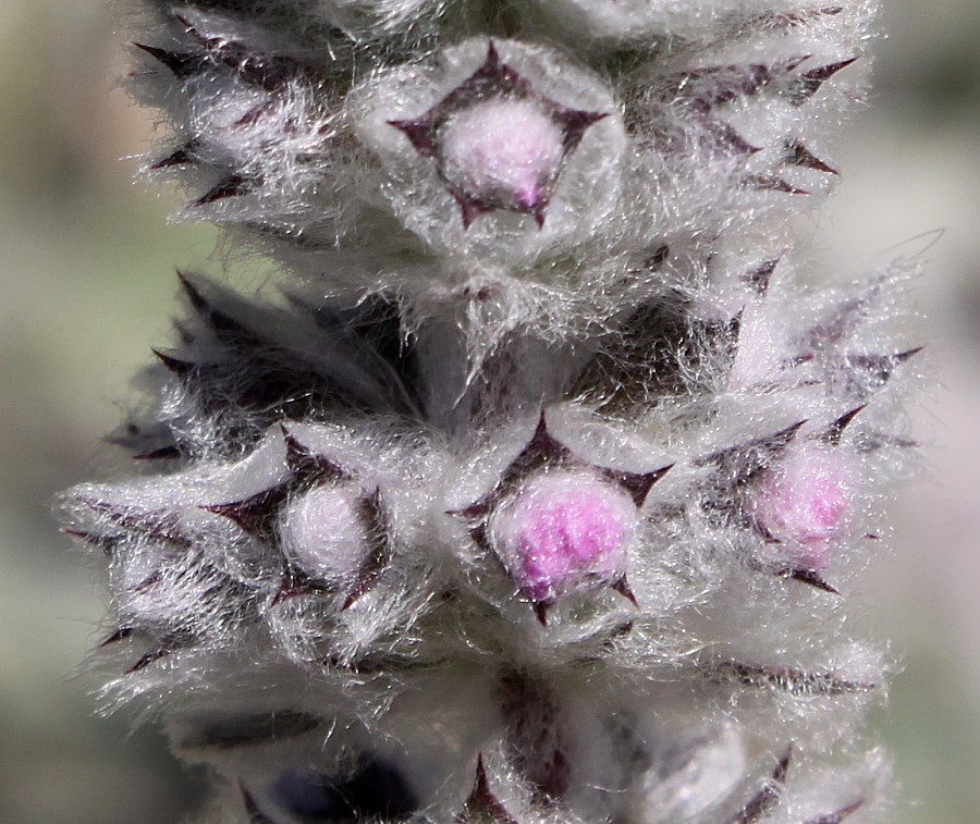 Изображение особи Stachys byzantina.