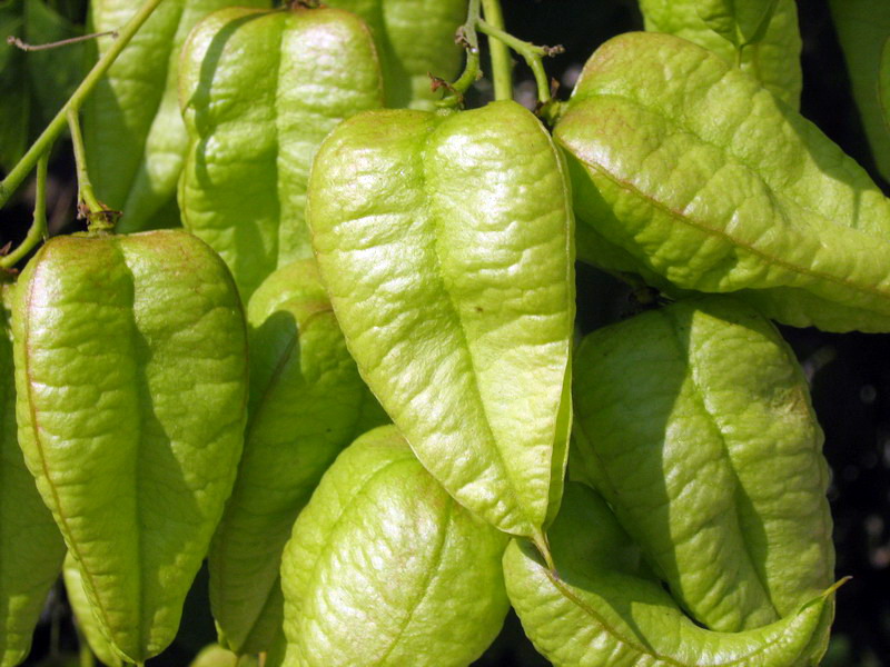 Image of Koelreuteria paniculata specimen.