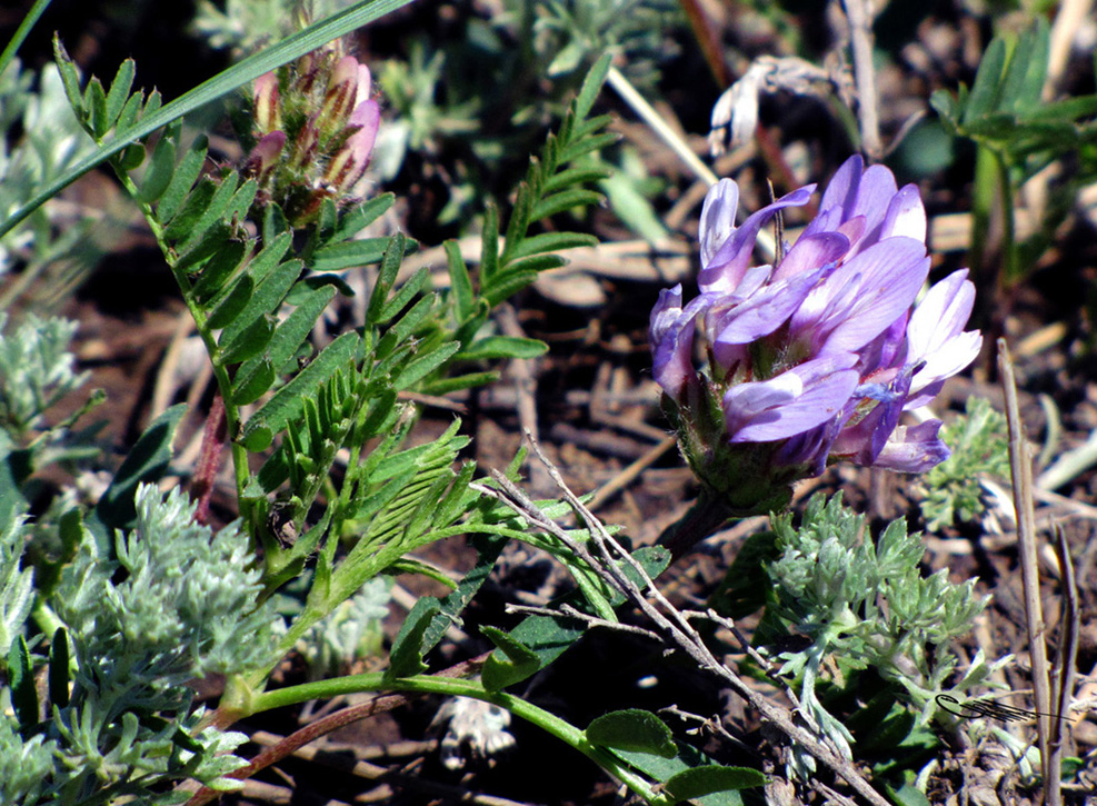 Image of Astragalus agrestis specimen.