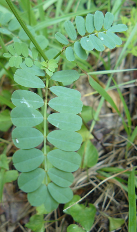 Image of Securigera varia specimen.