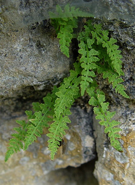 Image of Woodsia glabella specimen.