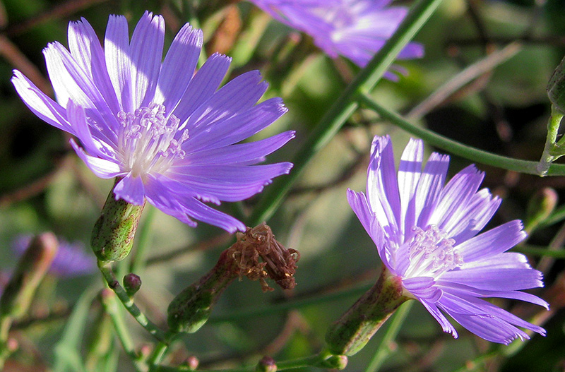 Image of Lactuca tatarica specimen.