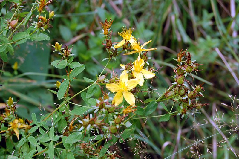 Изображение особи Hypericum perforatum.