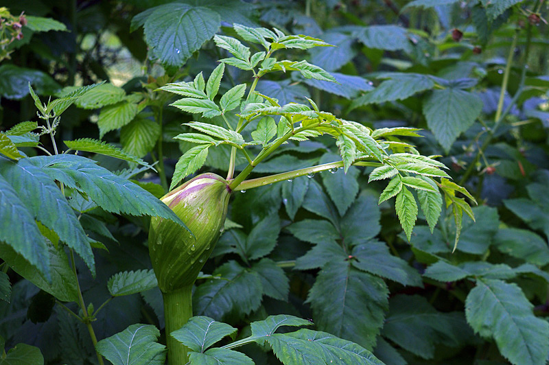 Изображение особи Angelica sylvestris.