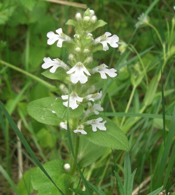 Image of Ajuga reptans specimen.