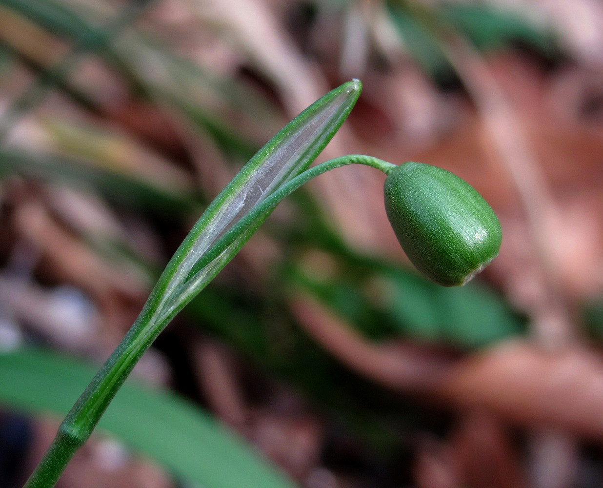 Image of Galanthus rizehensis specimen.