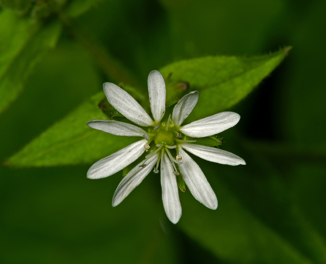 Изображение особи Myosoton aquaticum.