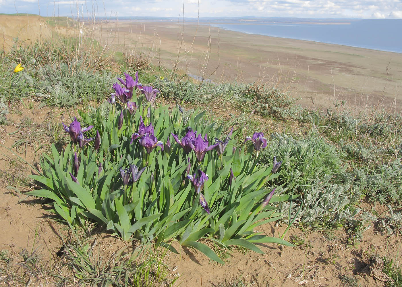 Image of Iris pumila specimen.