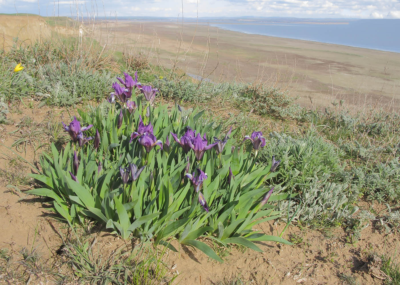 Image of Iris pumila specimen.