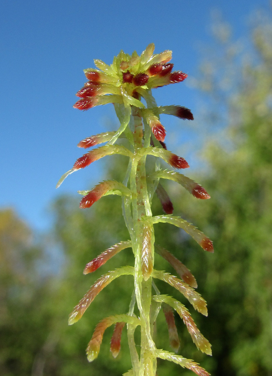 Image of Sphagnum warnstorfii specimen.