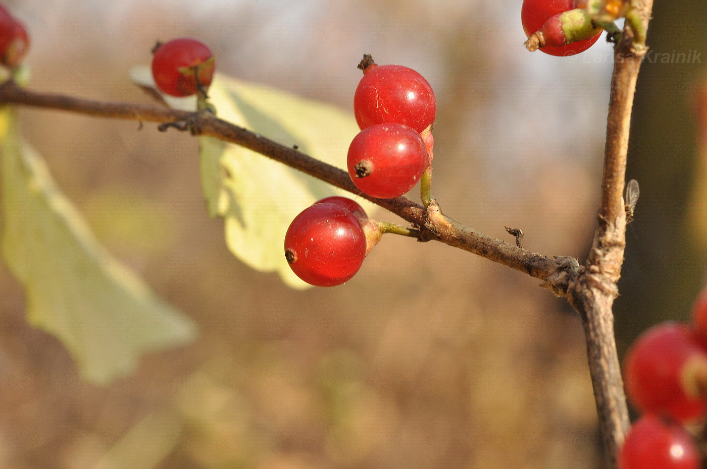 Image of Lonicera maackii specimen.