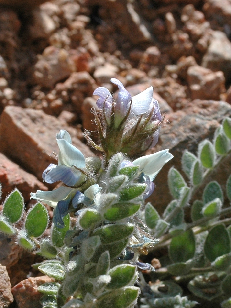 Image of Oxytropis sewerzowii specimen.