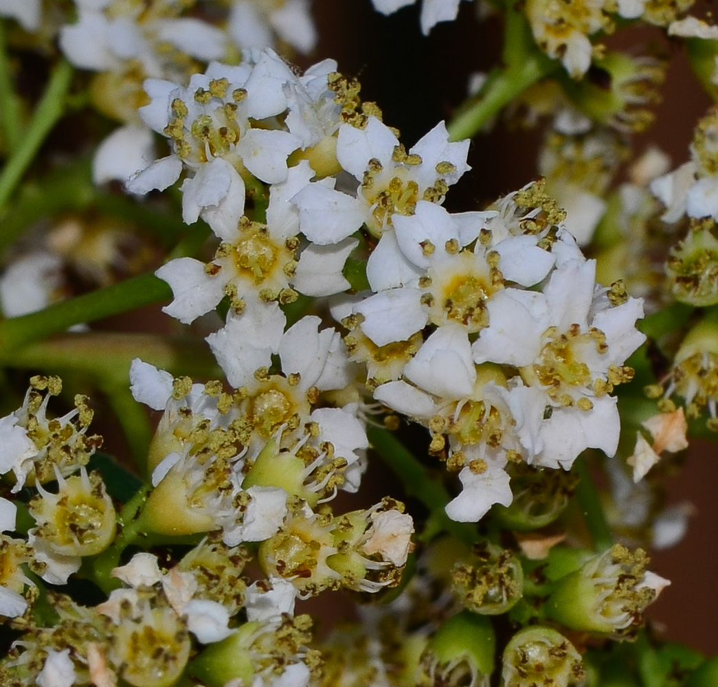 Image of Heteromeles arbutifolia specimen.