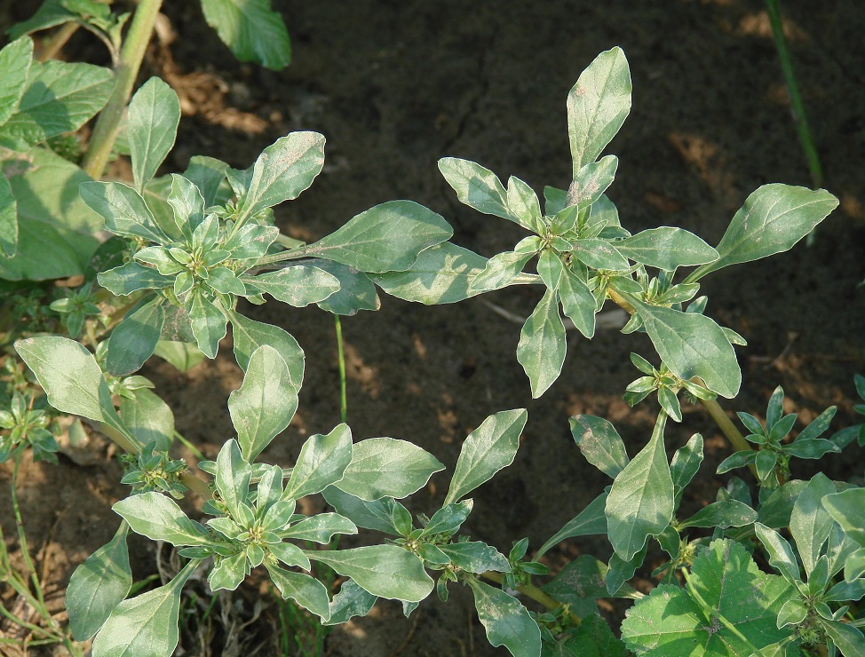 Image of Amaranthus blitoides specimen.