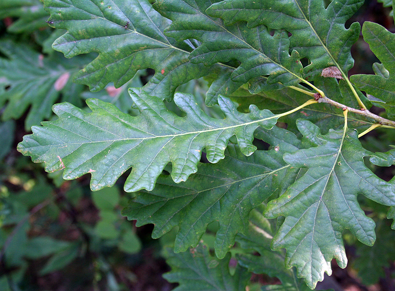 Изображение особи Quercus petraea.