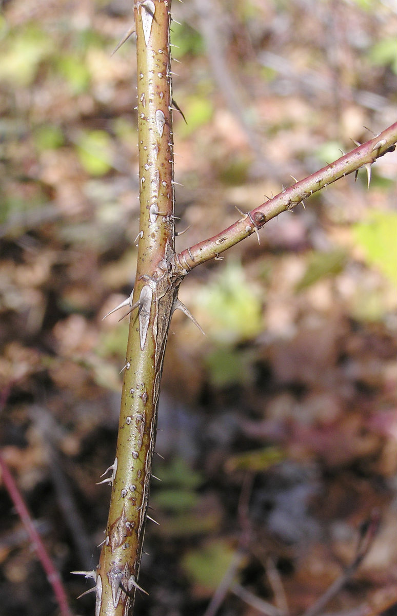 Image of genus Rosa specimen.