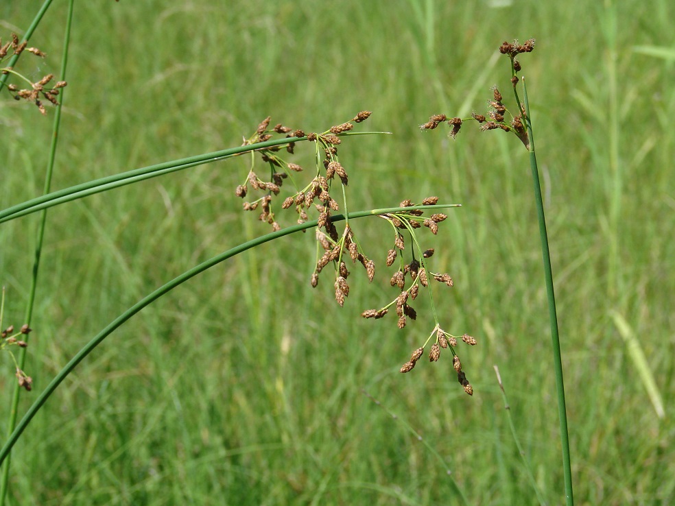 Image of genus Scirpus specimen.