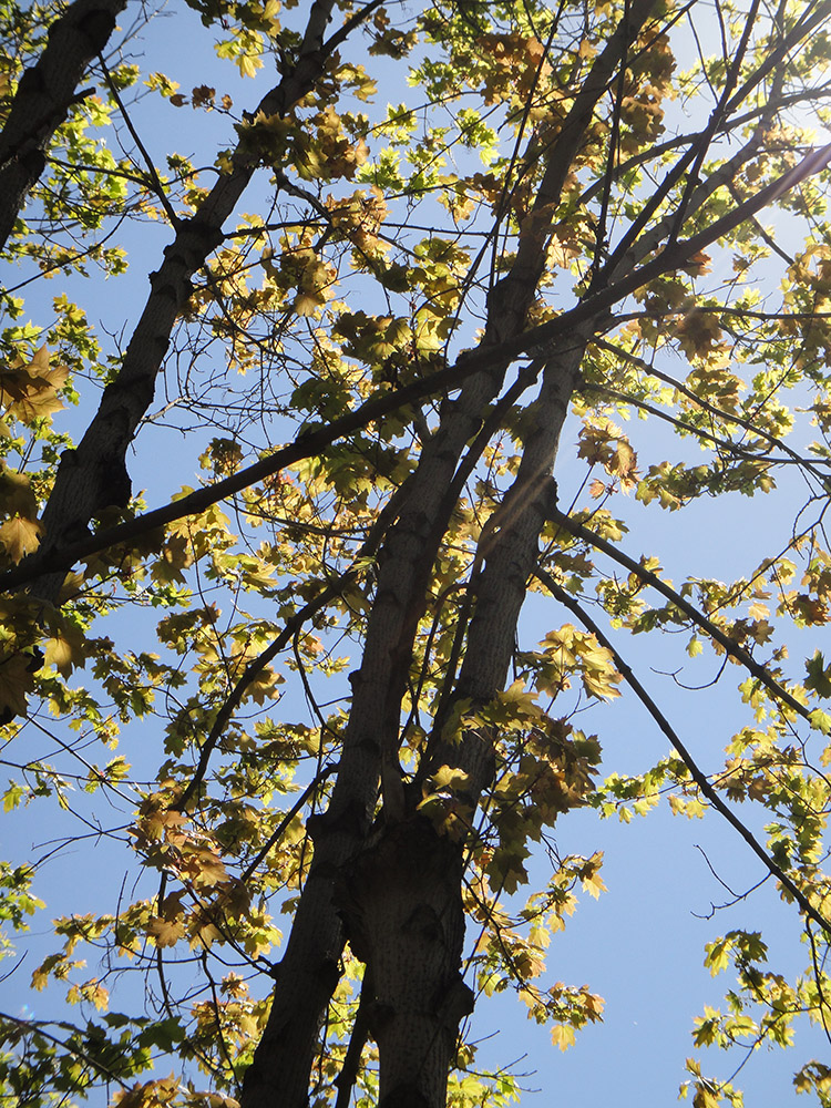 Image of Acer platanoides specimen.