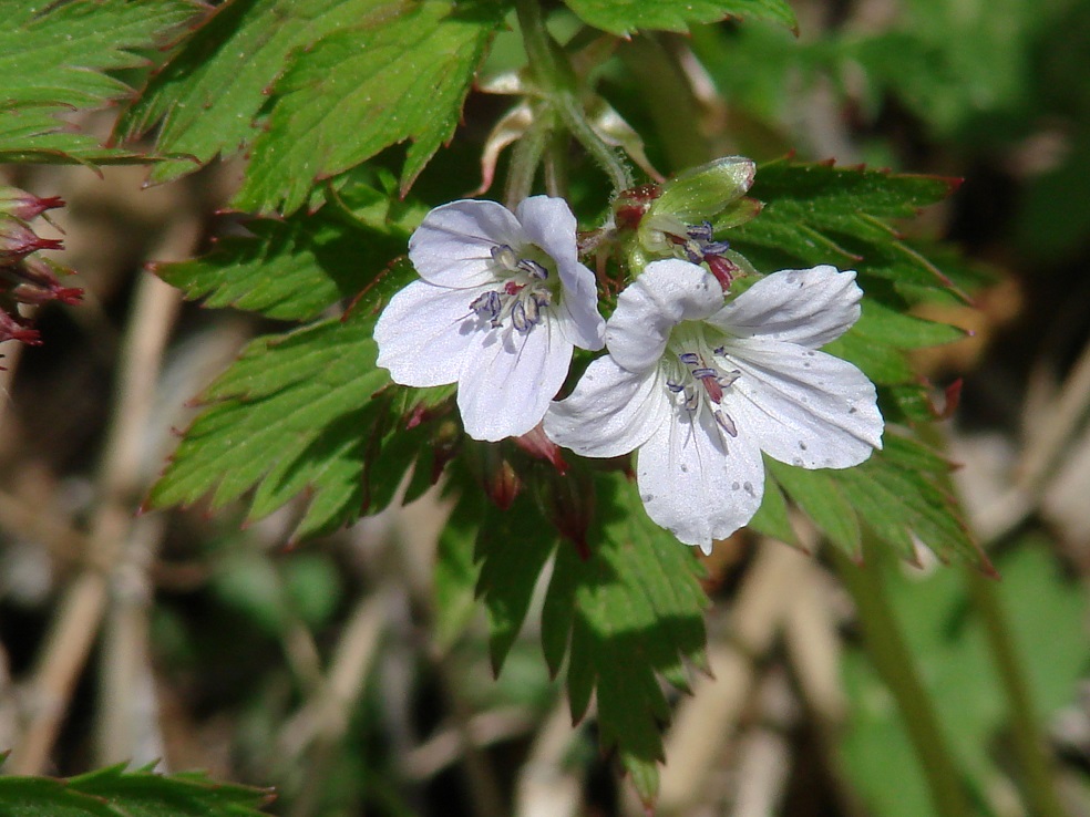 Image of Geranium krylovii specimen.