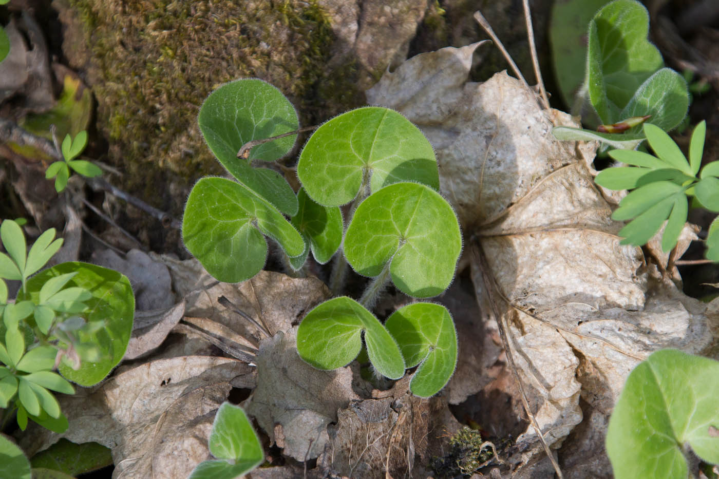 Image of Asarum europaeum specimen.