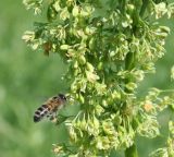 Rumex confertus. Часть соцветия с подлетающей пчелой медоносной (Apis mellifera L.). Восточный Казахстан, Уланский р-н, окр. с. Украинка. 18.06.2011.