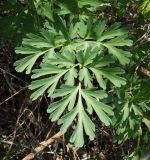 Corydalis nobilis