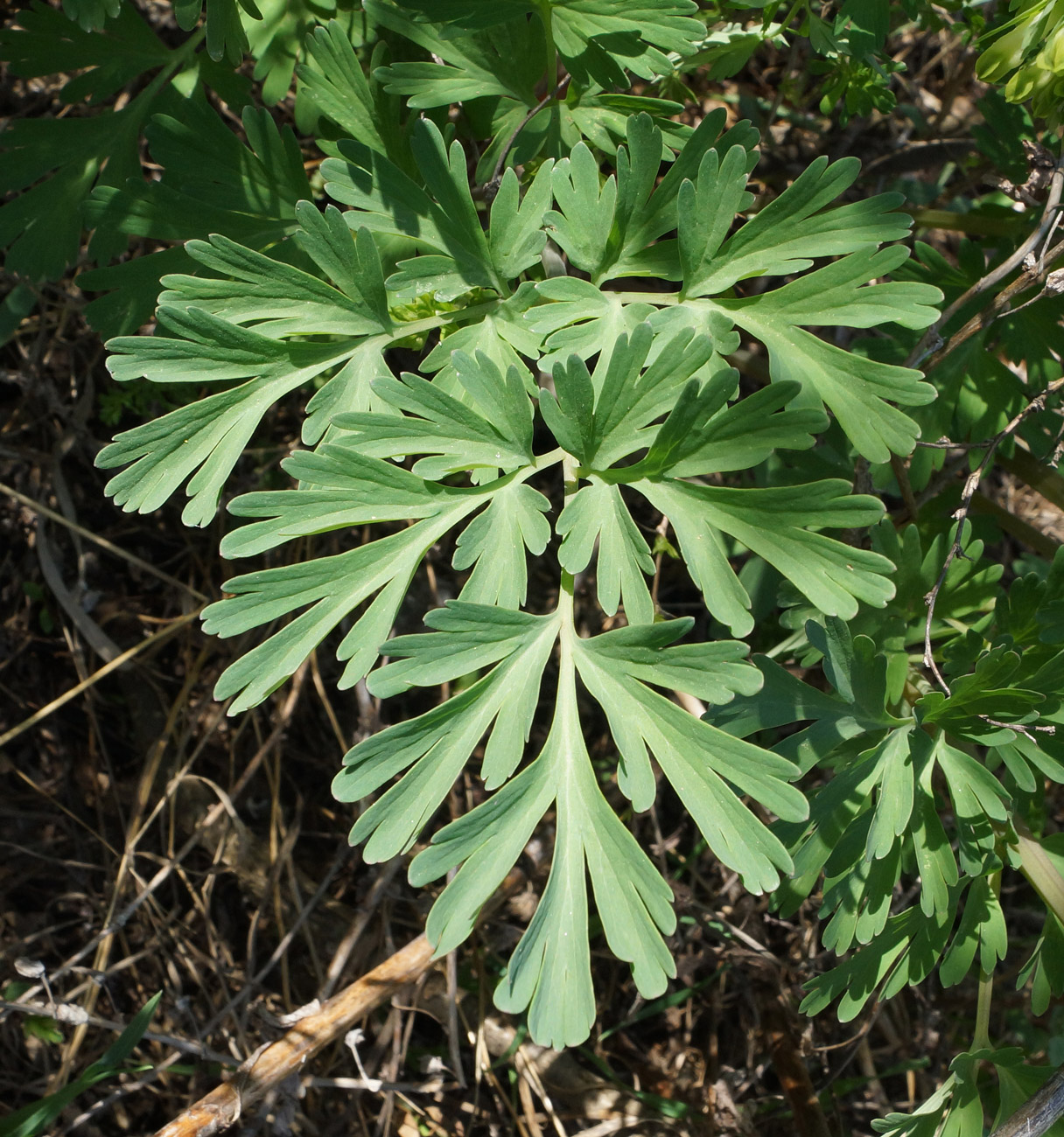 Image of Corydalis nobilis specimen.