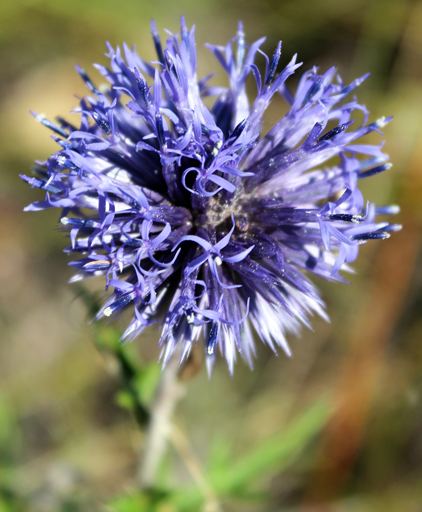 Image of Echinops ruthenicus specimen.