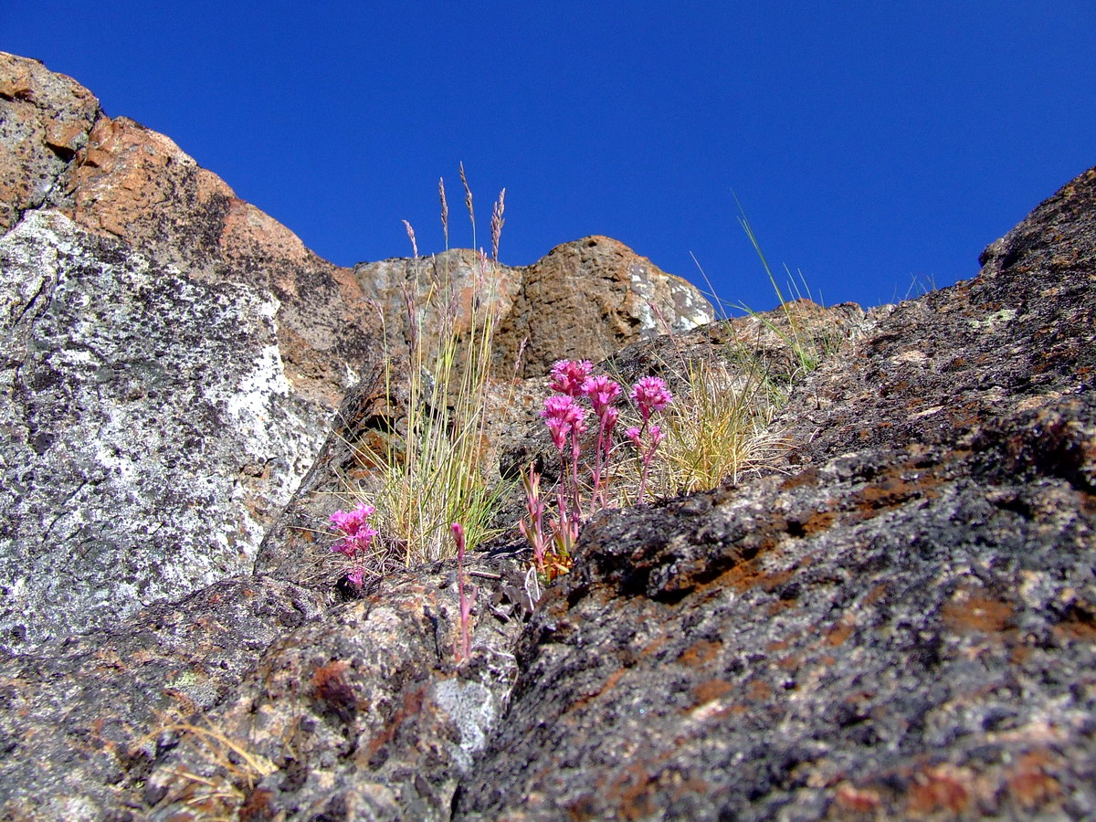 Image of Viscaria alpina specimen.