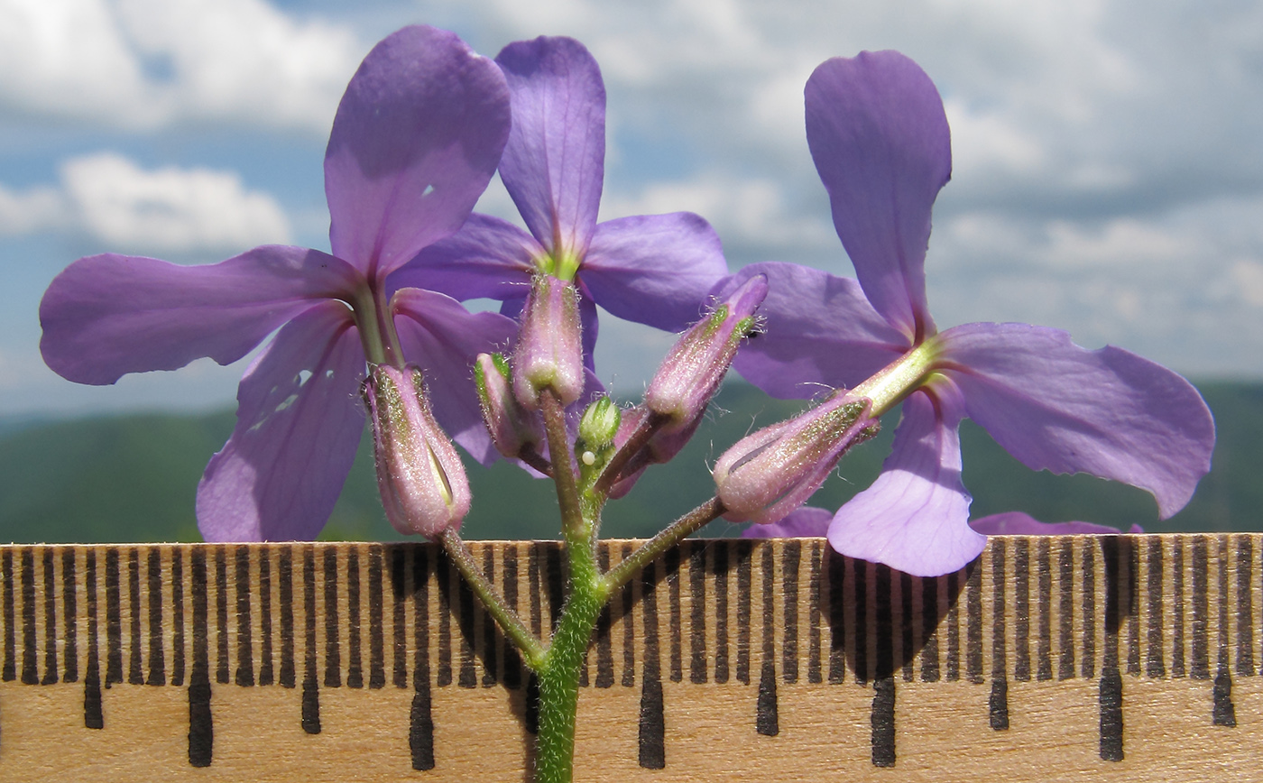 Изображение особи Hesperis pseudocinerea.