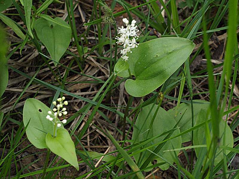 Image of Maianthemum bifolium specimen.