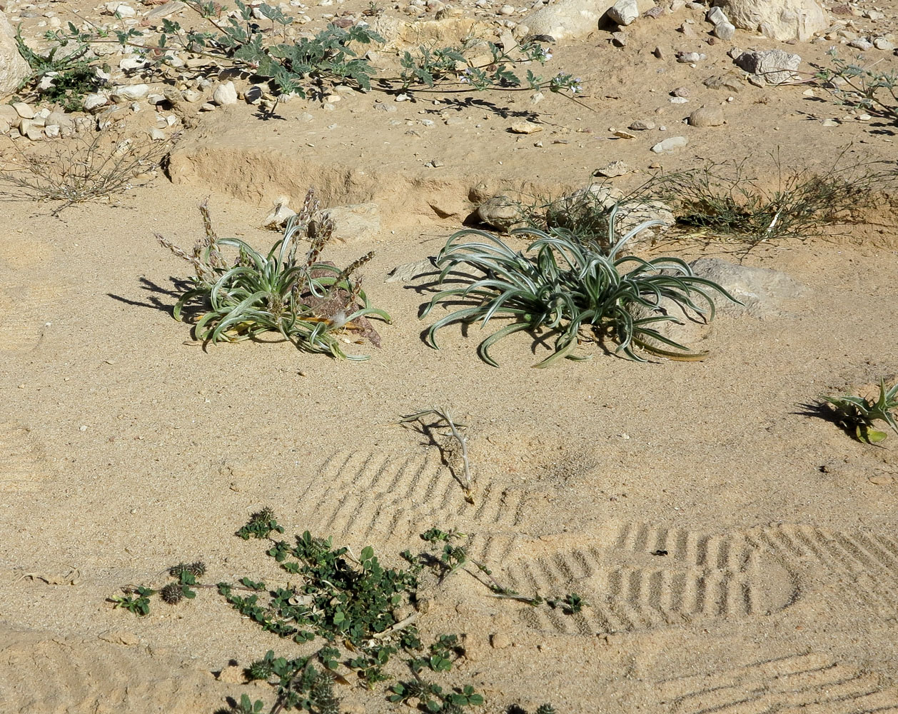 Image of Plantago cylindrica specimen.