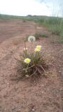 genus Taraxacum. Цветущее и плодоносящее растение. Хакасия, окр. оз. Белё, сухая степь. 02.07.2016.