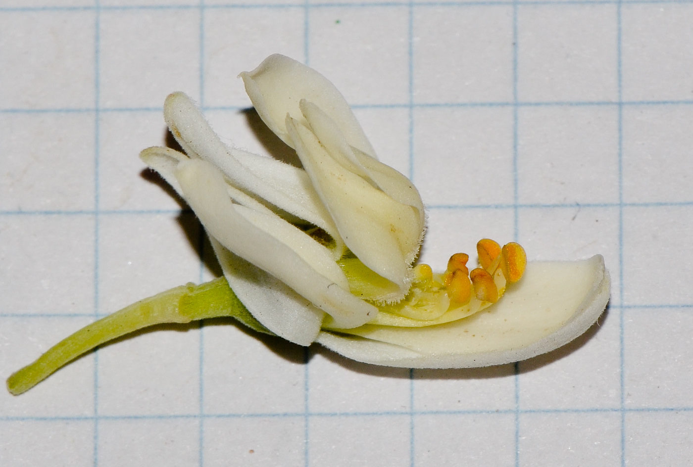 Image of Moringa oleifera specimen.