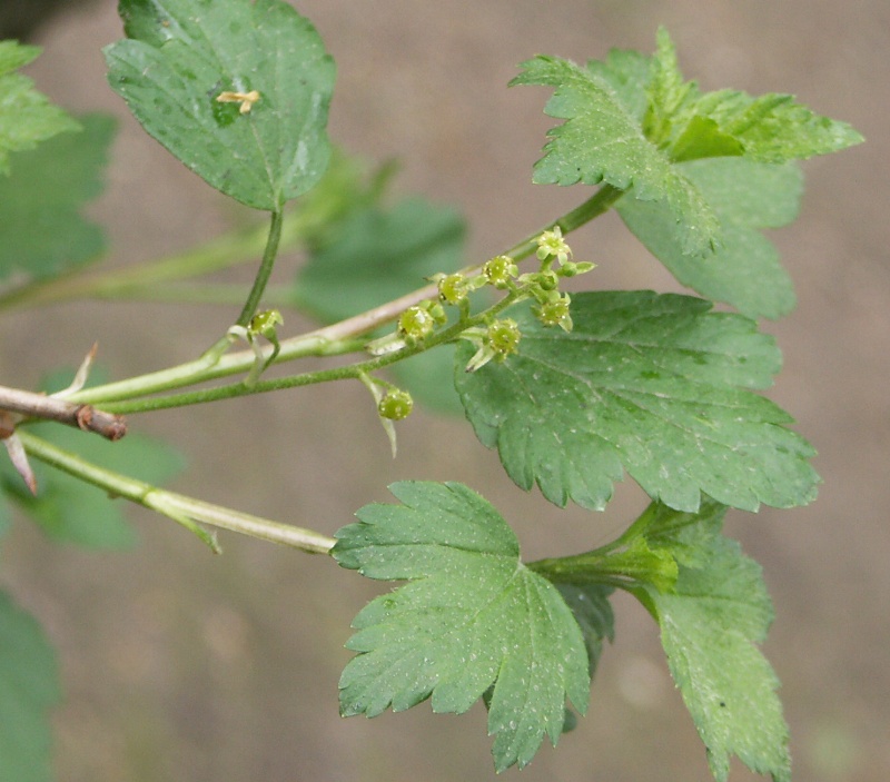 Изображение особи Ribes alpinum.