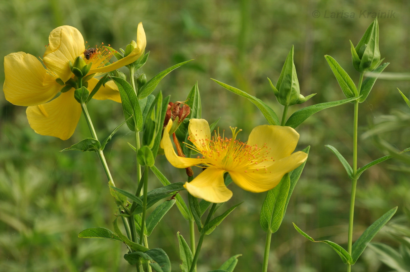 Image of Hypericum ascyron specimen.