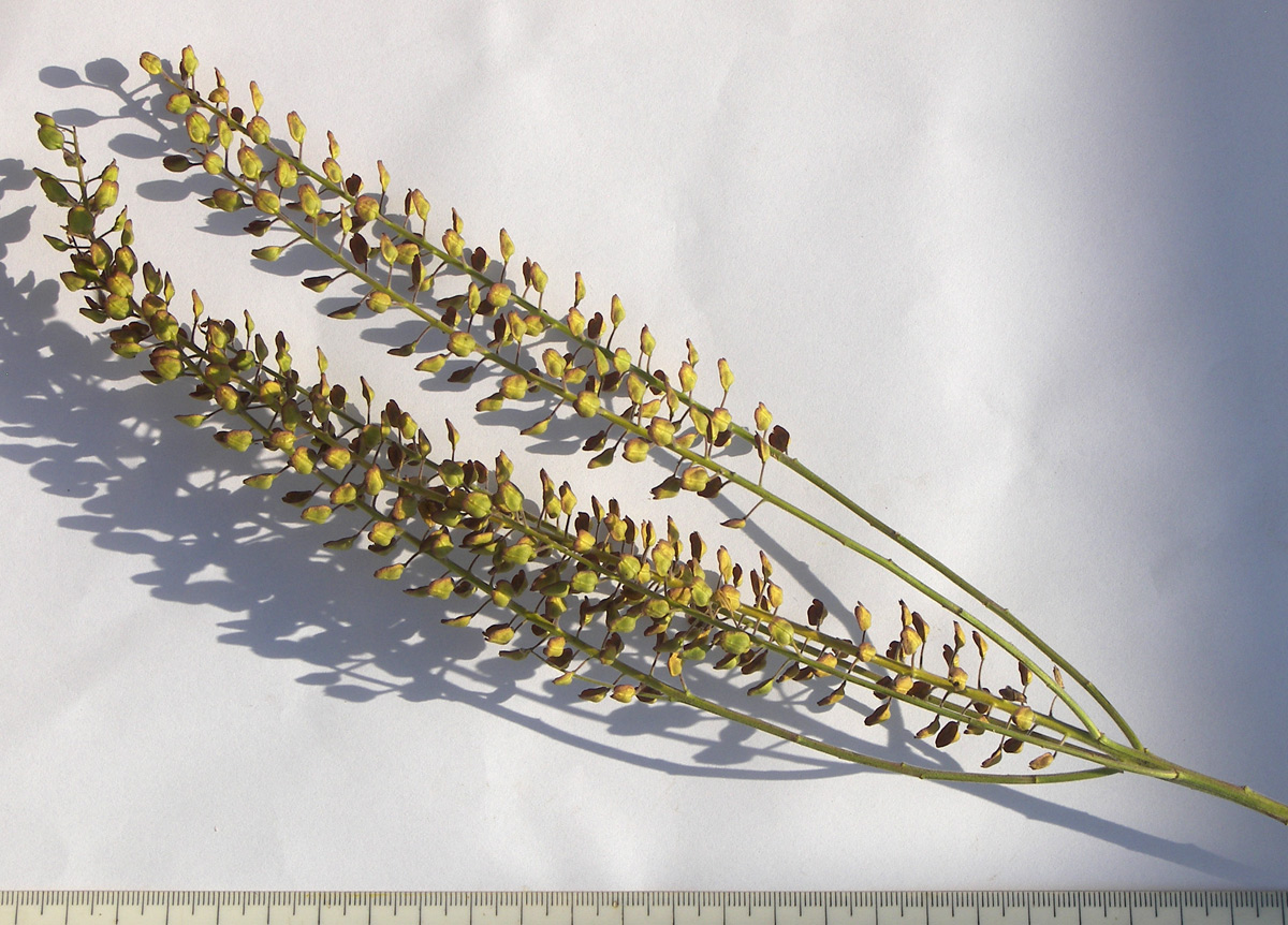 Image of Lepidium campestre specimen.