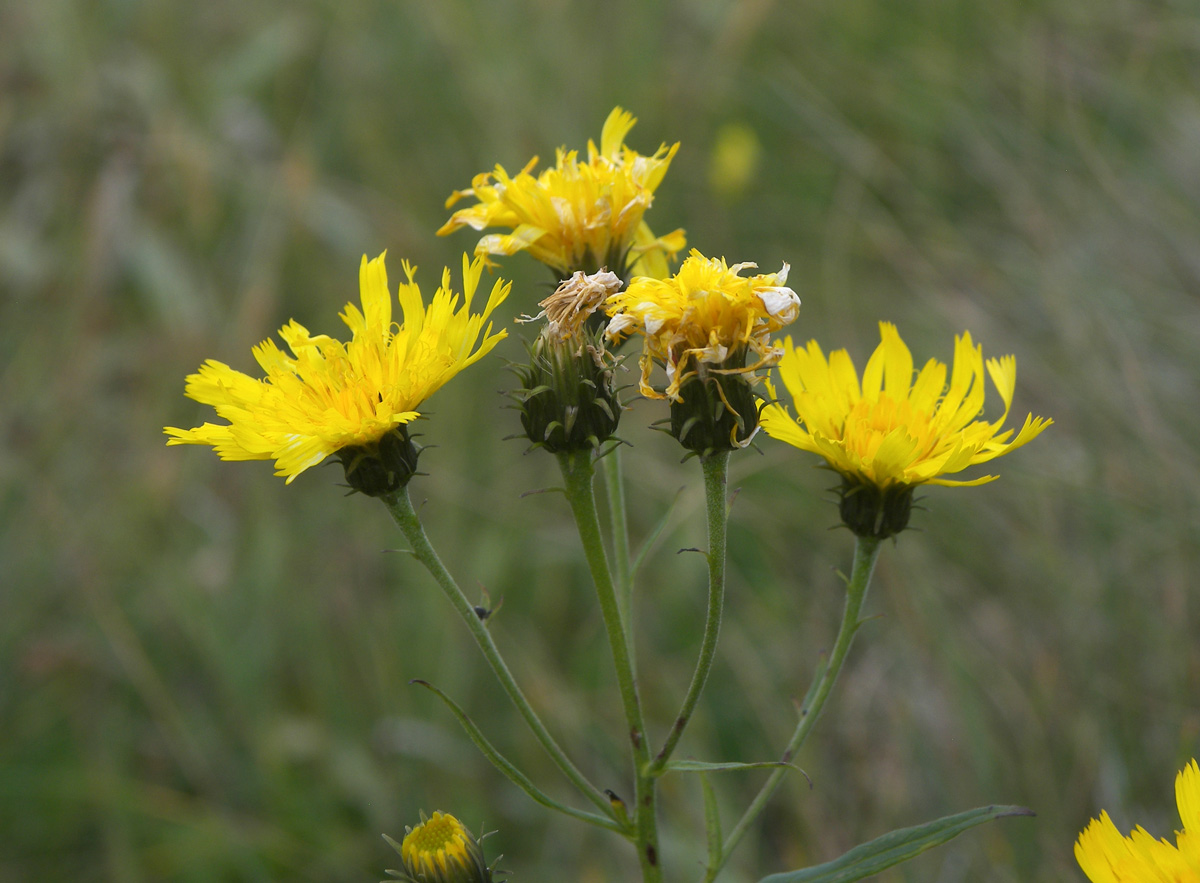 Image of Hieracium umbellatum specimen.