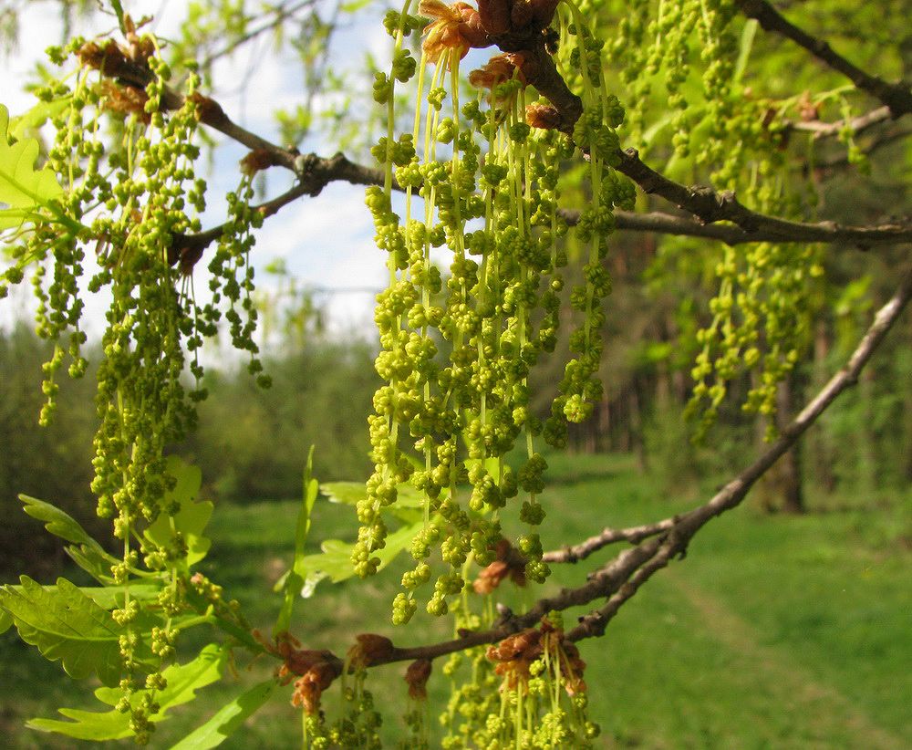 Image of Quercus robur specimen.